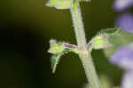 Hairy skullcap